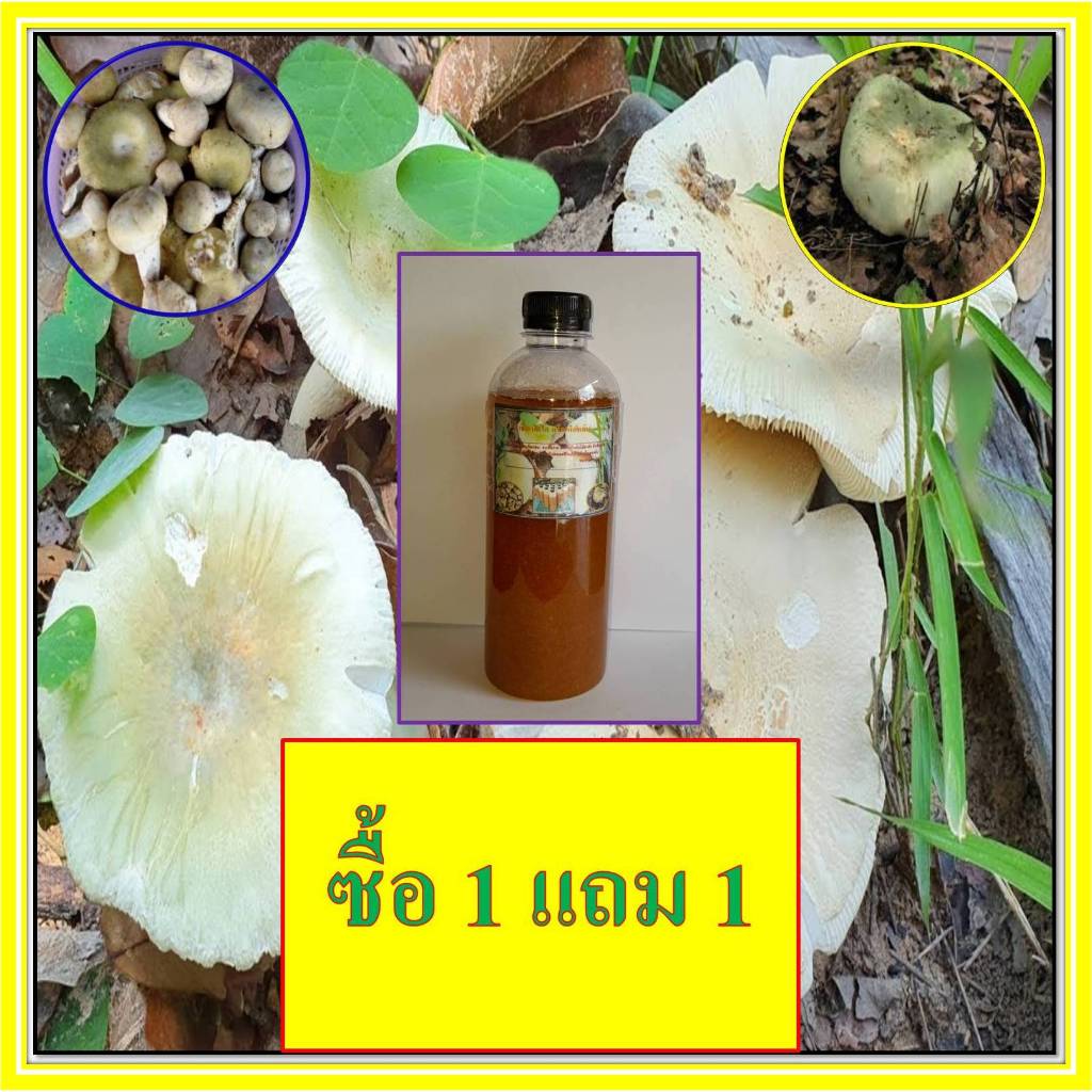 เชื้อเห็ดตะไค ซื้อ 1 ขวด แถม 1 ขวดฟรี