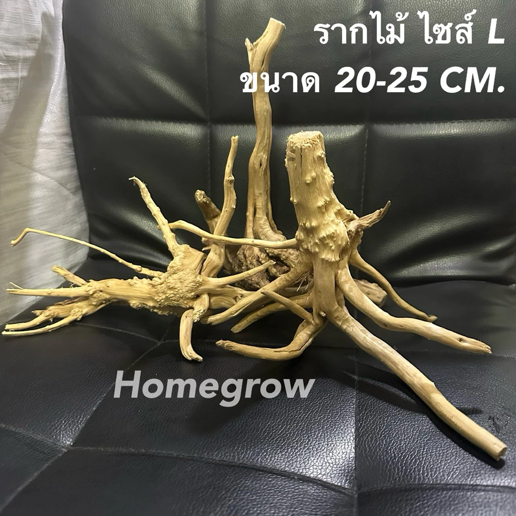 รากไม้ 20-25 เซน ไซส์ L พร้อมส่งในไทย