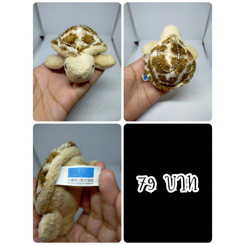 Turtle#เต่า#Okinawa Churaumi Aquarium#พิพิธภัณฑ์สัตว์น้ำชูราอูมิ#งานพวงญี่ปุ่นมือสอง