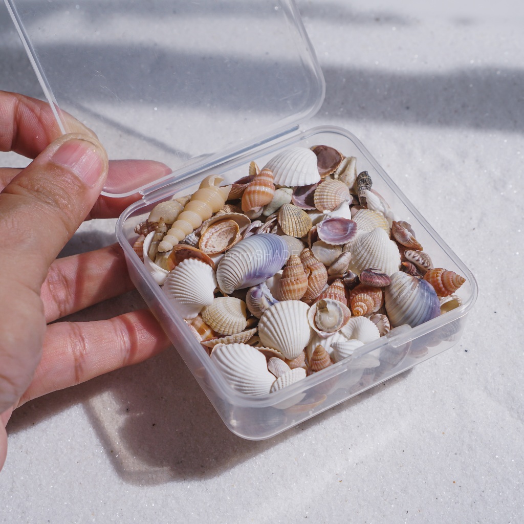 เปลือกหอย ขนาดเล็ก 50g คละแบบ ไม่เจาะ เปลือกหอยจิ๋ว เปลือกหอยรวม diy ตกแต่งตู้ปลา หอยจิ๋ว
