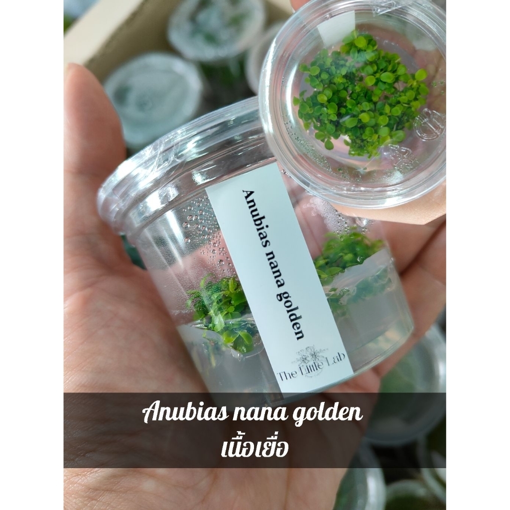 Anubias nana golden เนื้อเยื่อ ส่งทั้งกระปุก