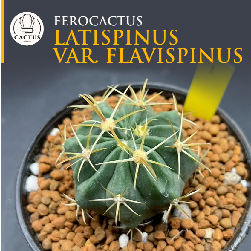 Ferocactus latispinus var. flavispinus  ไม้เมล็ด เฟอโรหนามเหลืองหายาก