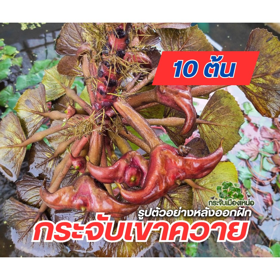 ต้นกระจับเขาควาย 10 ต้น - กระจับเมืองเหน่อ