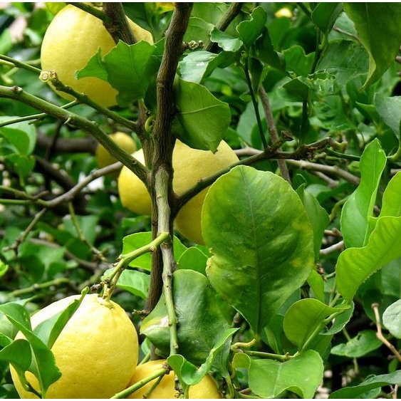 ต้นพันธุ์ มะนาว เลม่อน ยูเรก้า  ปลูกง่าาย ผลดก โตไว กิ่งตอน พร้อมปลูกในถุงดำ  99 บาท มะนาวและ เลมอน 