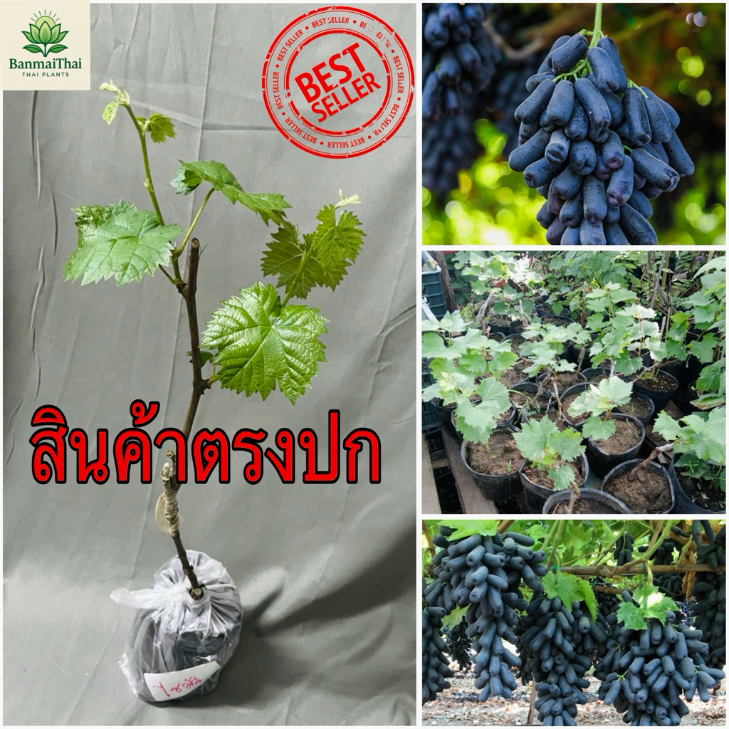 ต้นองุ่นพันธุ์นิ้วแม่มด ความสูงประมาณ 50–70 ซม. เป็นองุ่นเสียบยอด