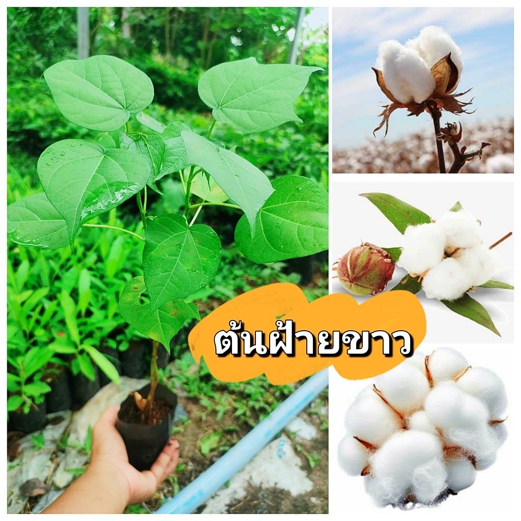 ต้นฝ้ายพันธุ์ดอกใหญ่ ,ต้นใยฝ้าย ให้ผลผลิตสูง เป็นที่ต้องการของตลาด ต้นพันธุ์เสียหายยินดีเคลมฟรี