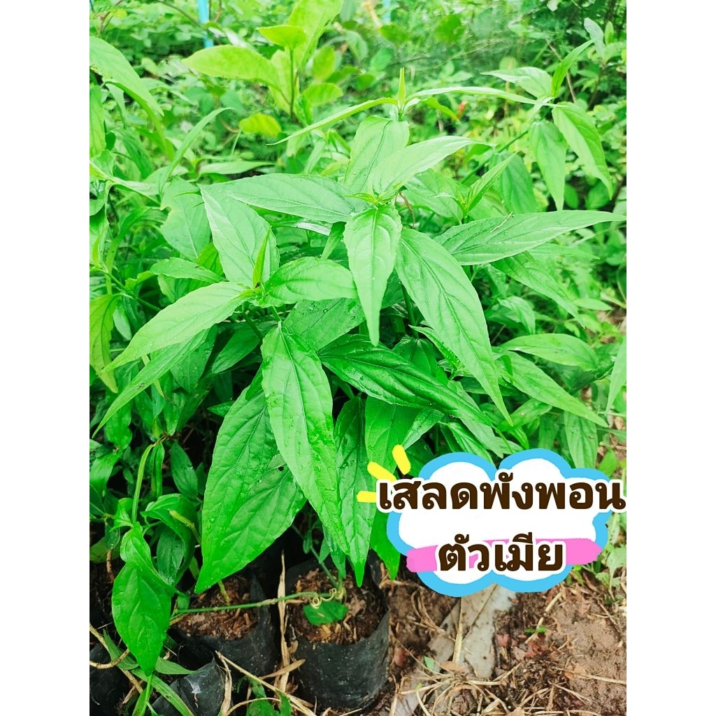 ต้นเสลดพังพอนตัวเมีย สมุนไพรไทย ต้นชำกิ่งพร้อมปลูก สินค้าเสียหายยินดีเคลมฟรี
