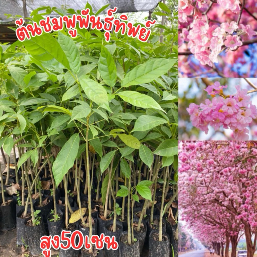 ต้นชมพูพันธุ์ทิพย์  สูง40-50เซน พร้อมปลูก สินค้าพร้อมส่ง