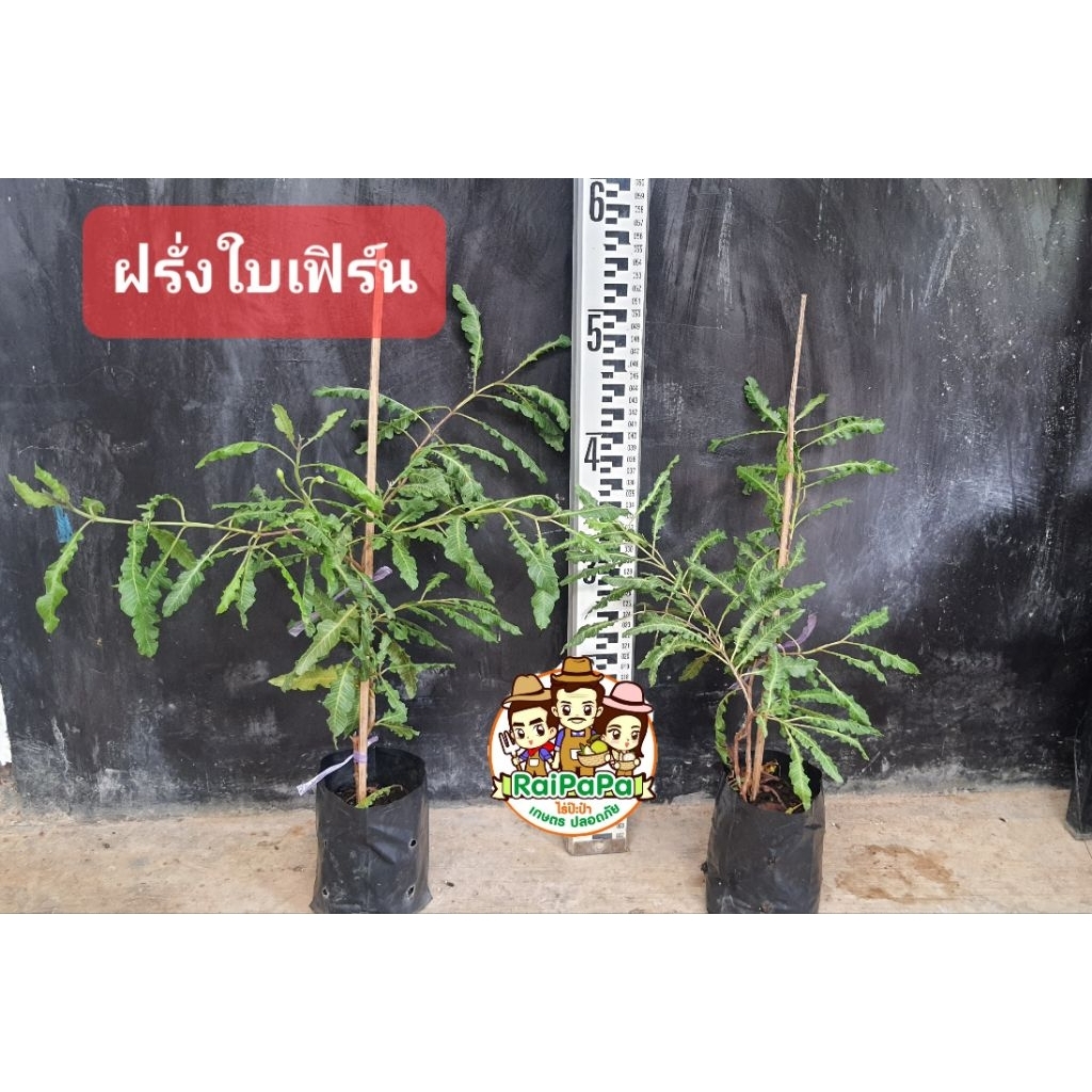 ฝรั่งใบเฟิร์น สวย ต้นไม้แปลก กินได้ ไม้ประดับ ไม้ผล