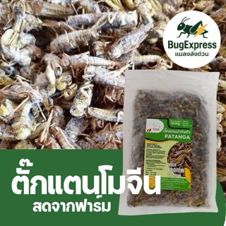 ตั๊กแตนโมจีนแช่แข็ง 1000​กรัม  ยี่ห้อแมลงส่งด่วน