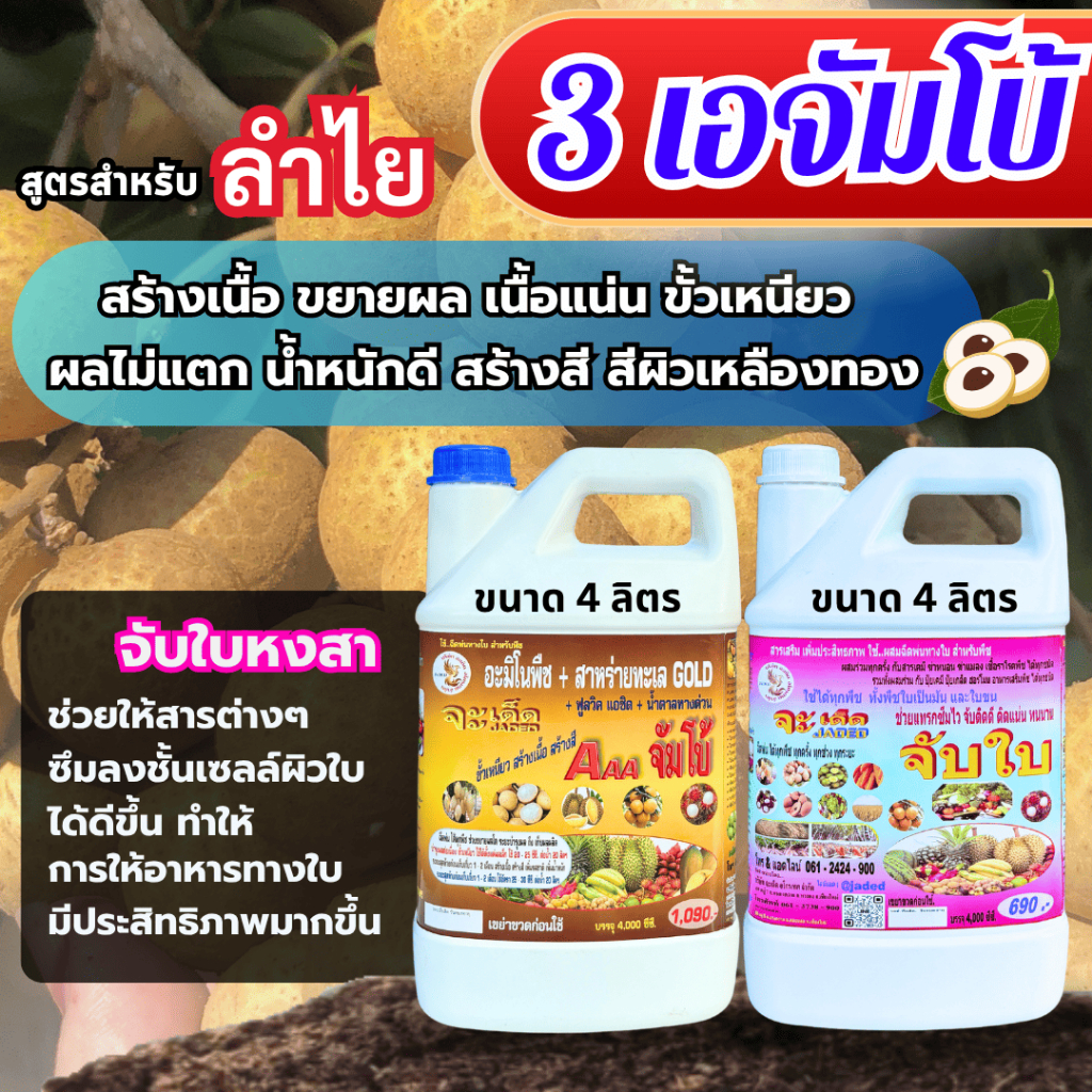 3A “จัมโบ้” โปรโมชั่น 1 แถม 1 ฉีดพ่นทางใบ สำหรับ “ลำไย” ลดการใช้ปุ๋ยเคมี พืชสมบูรณ์ ก้านช่อยาว ผลอวบ