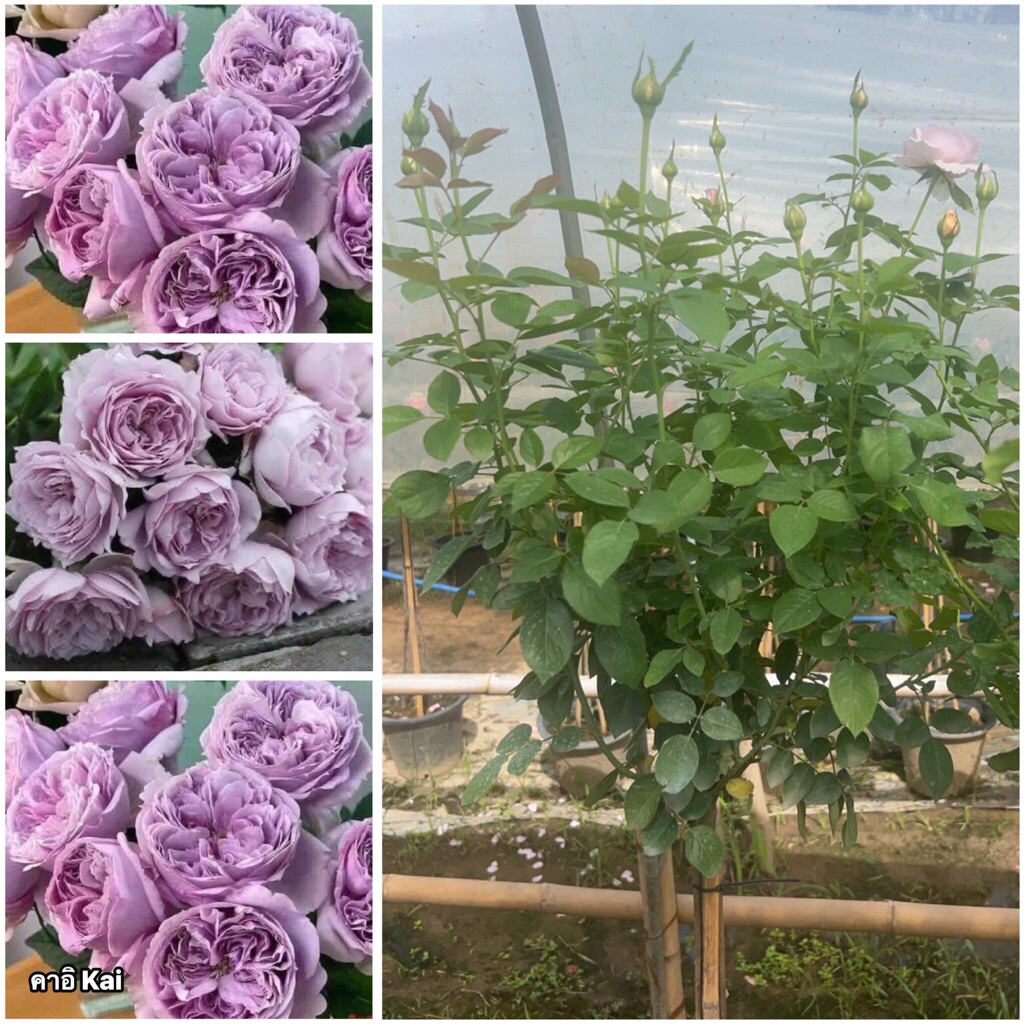 กุหลาบ-ทรีโรสคาอิ Tree Rose Kai  สีม่วง ดอกทรงถ้วย หอมแรง เลี้ยงง่าย