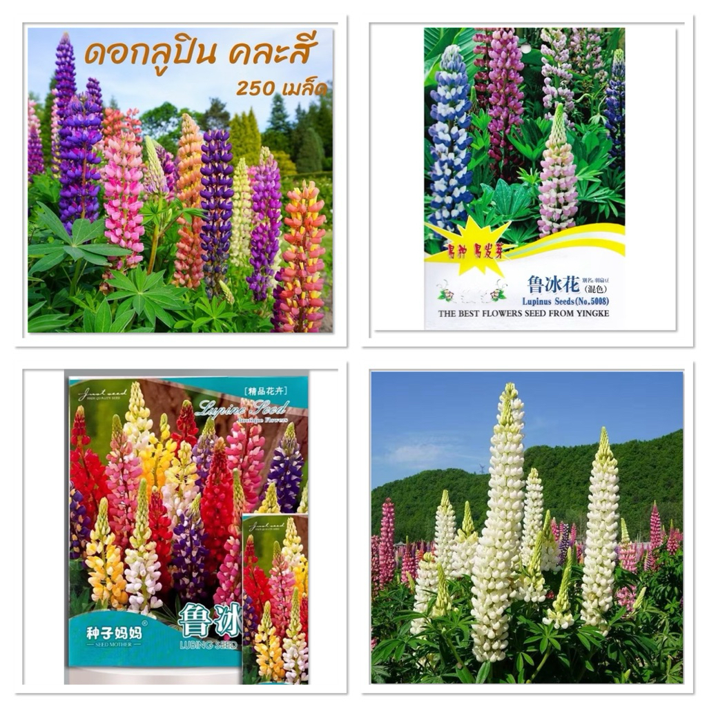 เมล็ด ดอกลูปิน คละสี บรรจุ 50 - 250 เมล็ด Lupine  Flower  Mixed เมล็ดนำเข้า / ลูปิน