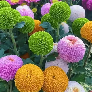 เมล็ดพันธุ์ ดอก เบญจมาศ ปิงปอง หลากสี China Aster , Callistephus chinensis บรรจุ 30 - 300 เมล็ด