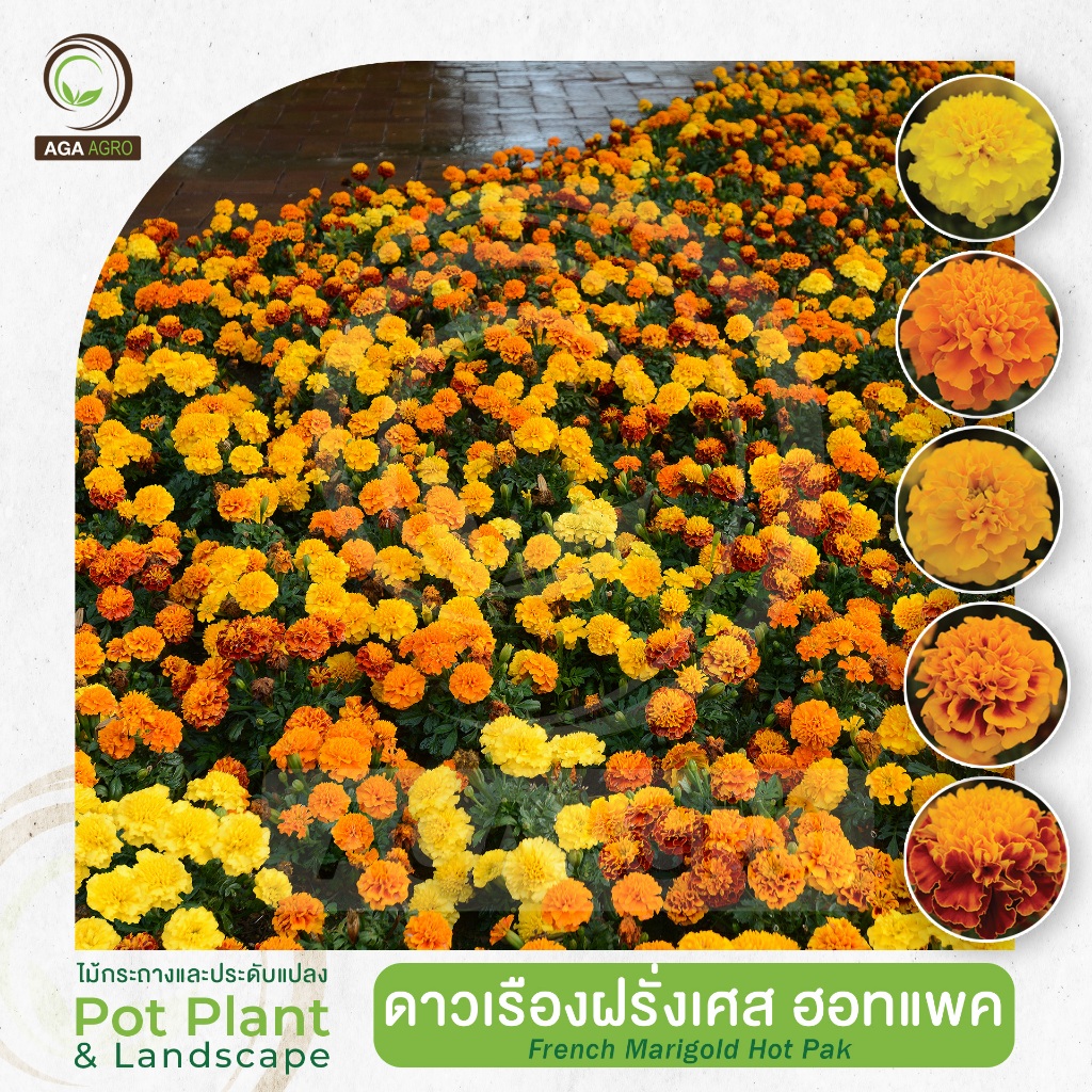 AGA AGRO I "ดาวเรืองฝรั่งเศส ฮอทแพค" ดอกเล็กดก ต้นเตี้ย สีสด-100เมล็ด-French Marigold Hot Pak
