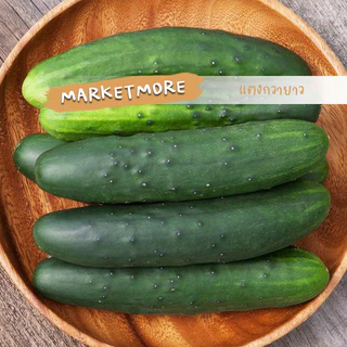 🥒 เมล็ดผักนำเข้า แตงกวา แตงกวายาว แตงกวาญี่ปุ่น Long Cucumber (Organic Seed) ลูกยาว ไม่ตัดต่อพันธุกรรม ปันอินทรีย์