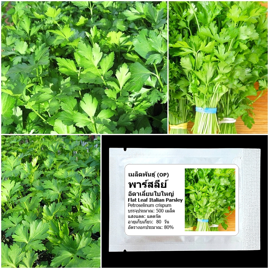 เมล็ดพันธุ์ พาสลีย์อิตาเลี่ยนใบใหญ่ Flat Leaf Italian Parsley Seed บรรจุ 500 เมล็ด คุณภาพดี ของแท้ 100%