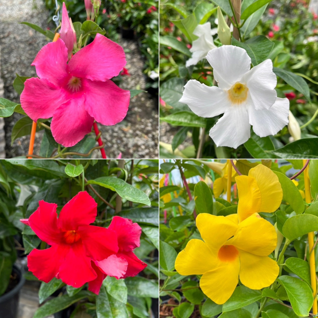อมรเบิกฟ้า สีชมพู, สีเหลือง, สีขาว, สีแดง Mandevilla Vine, Rose dipladenia
