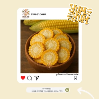 ข้าวโพดอบแห้ง สำหรับหนูแฮมสเตอร์และสัตว์ฟันแทะ By For You🌽| ข้าวโพด100% Organic