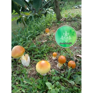 (จัดชุด 10 ต้น)ต้นยางนาราดเชื้อเห็ดระโงก,เห็ดเผาะ,เห็ดตับเต่า,เห็ดโคลน