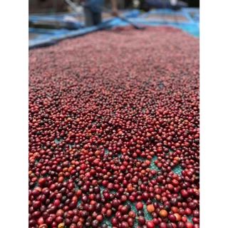 Gong coffee กาแฟคั่วไฟน์โรบัสต้า 500g