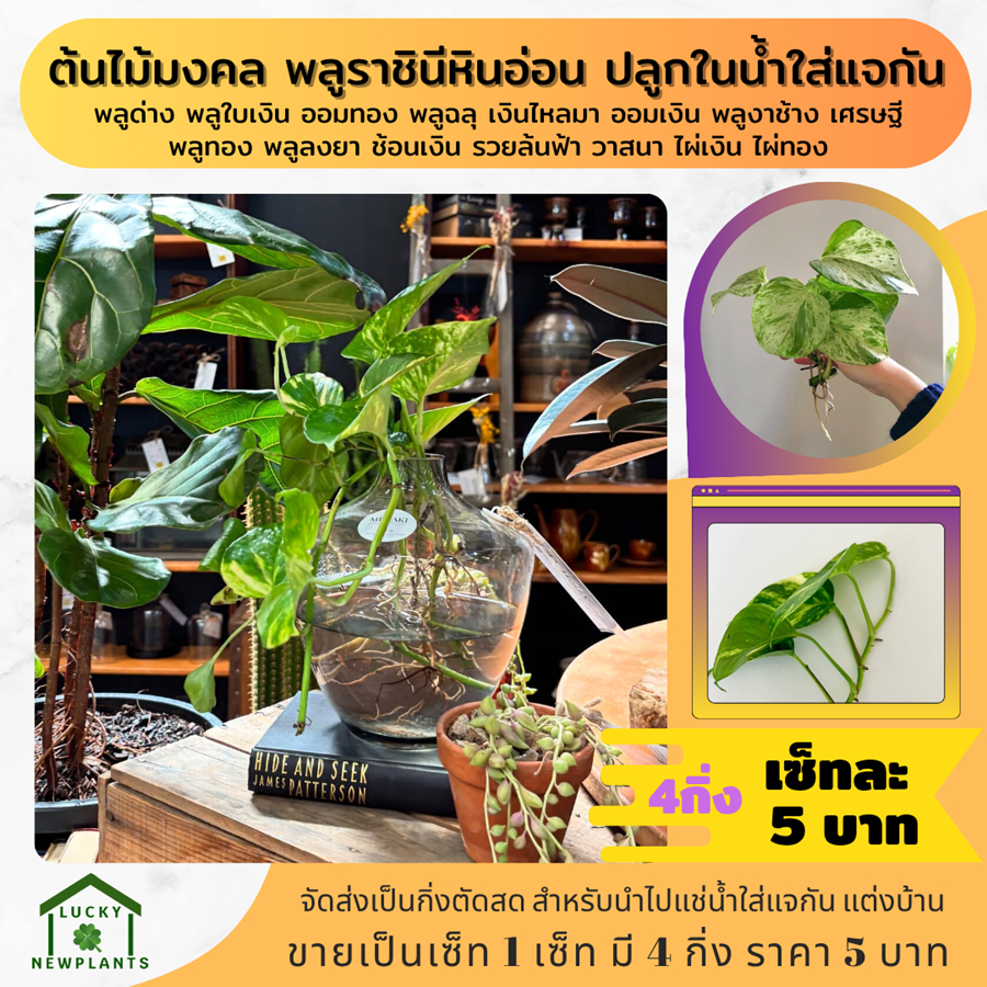 ต้นไม้มงคล ต้นไม้จิ๋ว ไม้ฟอกอากาศ 5 บาท เซ็ทละ 4 กิ่ง รูปที่ 2