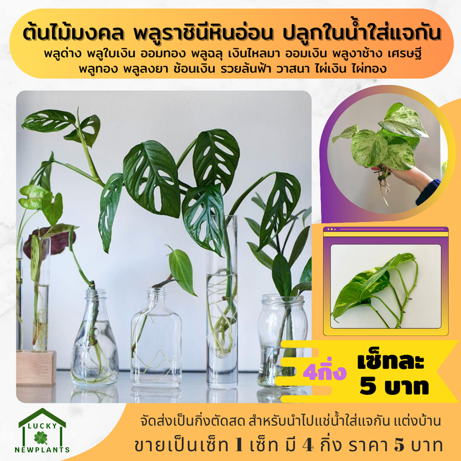 ต้นไม้มงคล ต้นไม้จิ๋ว ไม้ฟอกอากาศ 5 บาท เซ็ทละ 4 กิ่ง รูปที่ 5