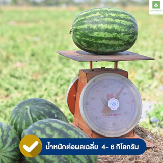 40กรัม/ซอง ซอนญ่า พลัส เมล็ดพันธุ์แตงโม เจียไต๋ ซอนย่า พลัส แตงโมซอนญ่าพลัส