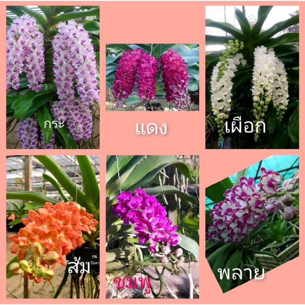 กล้วยไม้ช้างไซส์กระถางเล็ก 1 ชุดมี 10 ต้นคละสี