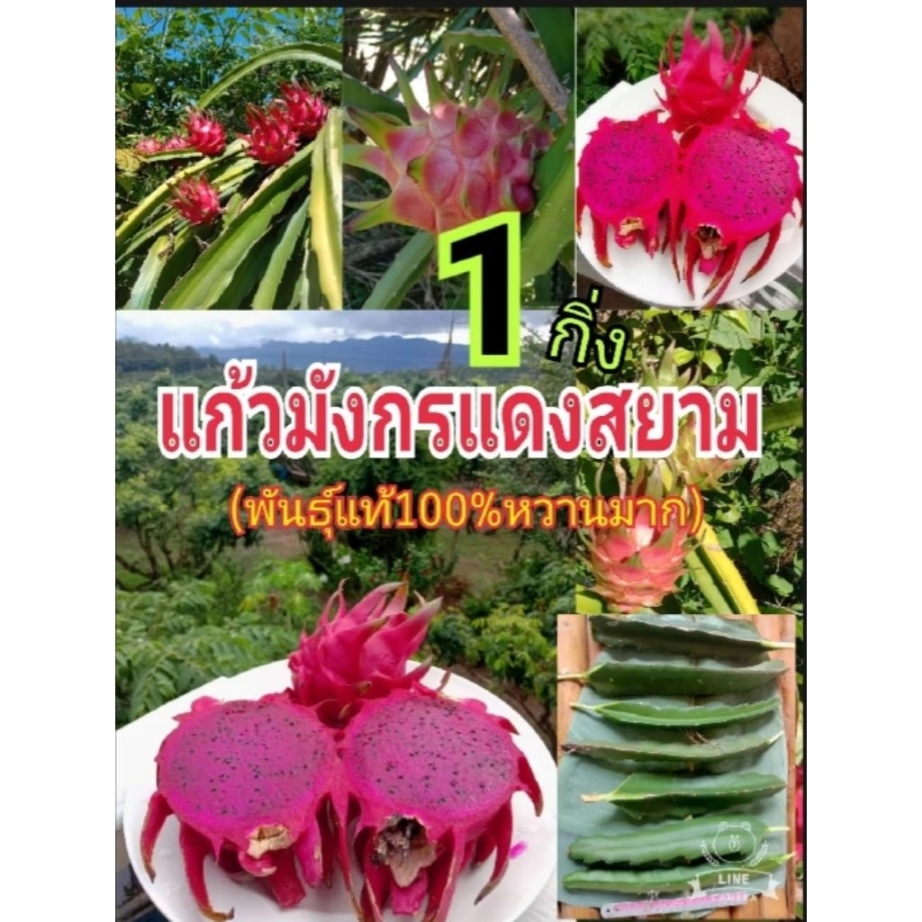 กิ่งแก้วมังกรแดงสยาม พันธุ์แท้ หวานมาก ยาว 30 ซม.