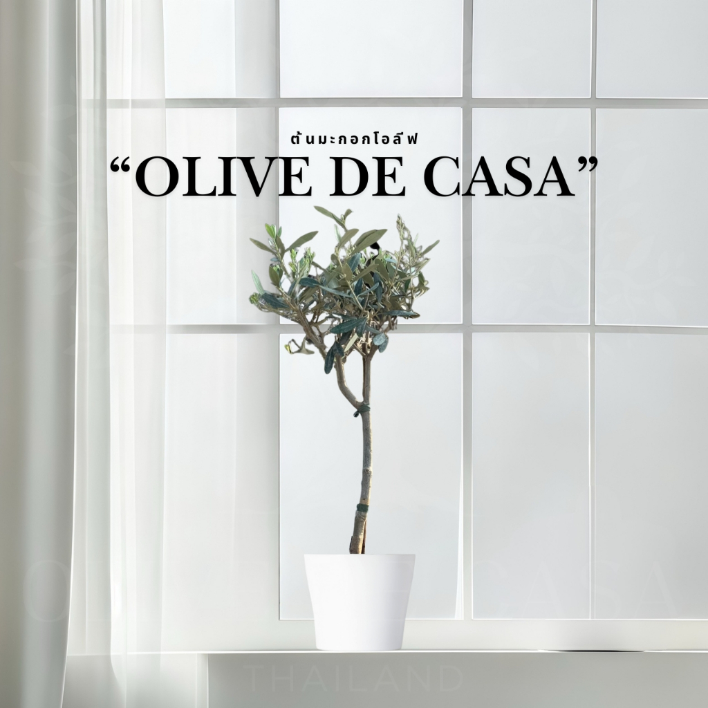 ต้นมะกอก Olive ต้นเล็กใบเงิน นำเข้าตรงจากยุโรป ความสูงประมาณ  CM 40 รหัสC