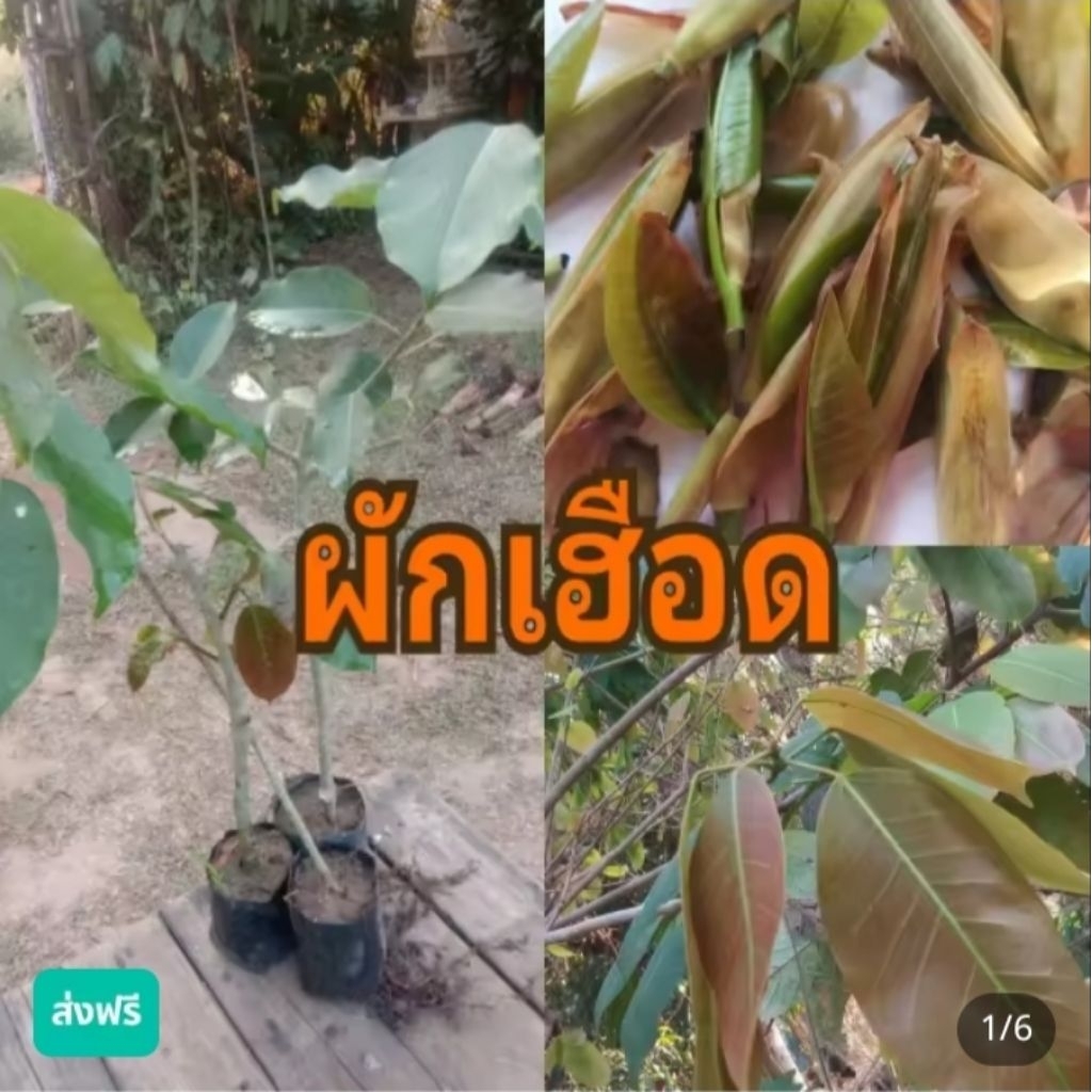 ต้นผักเฮือดกินได้เป็นยาไม้มงคลเสริมโชคลาภ