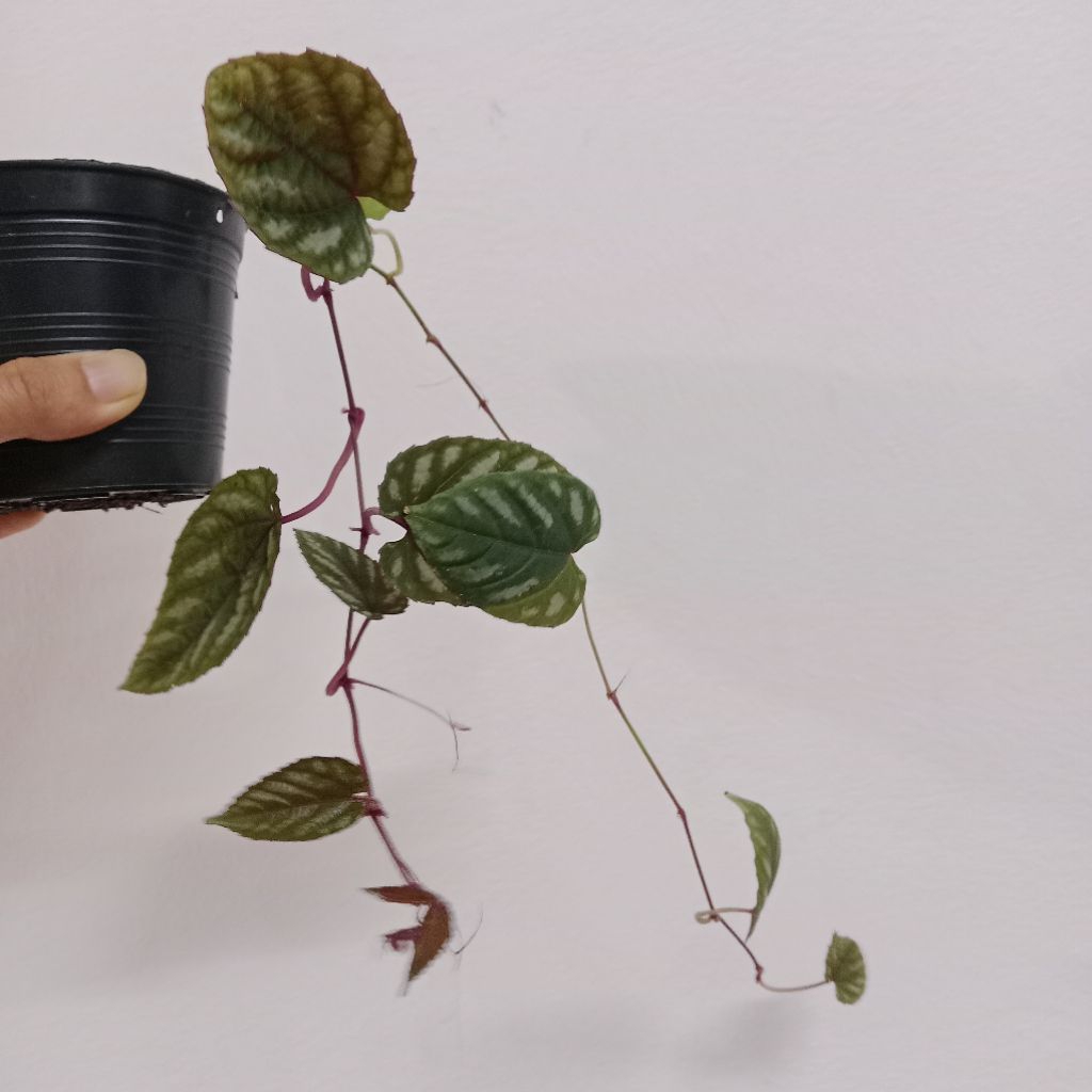 พลูนางฟ้า ต้นพลูนางฟ้า หรือพลูนางฟ้าจำแลง (Rex Begonia Vine/Cissus discolor Blume)