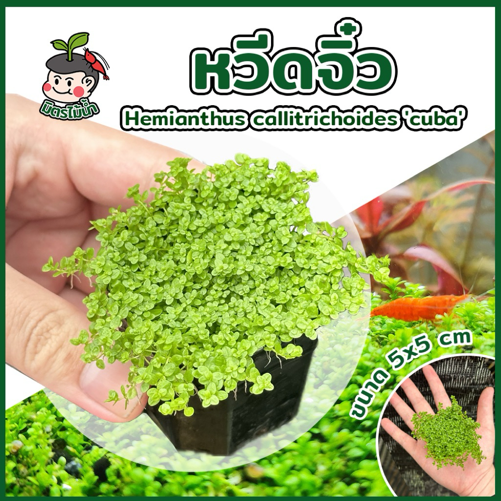 Hemianthus callitrichoides Cuba 'หวีดจิ๋ว' ไม้น้ำเนื้อเยื่อ ไม้น้ำ ไม้น้ำปูพื้น