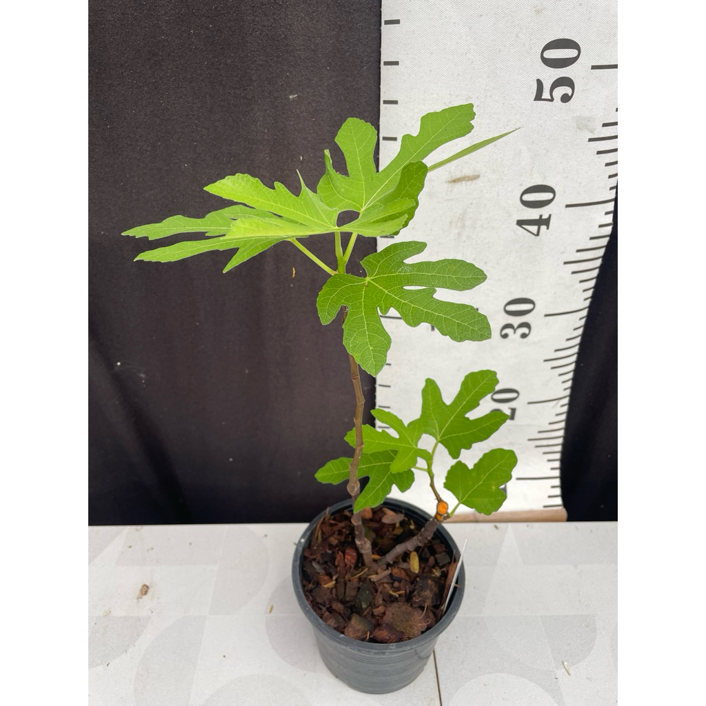 มะเดื่อฝรั่ง Fig พันธุ์ LDA  (Longue d’ Aout) กิ่งปักชำ