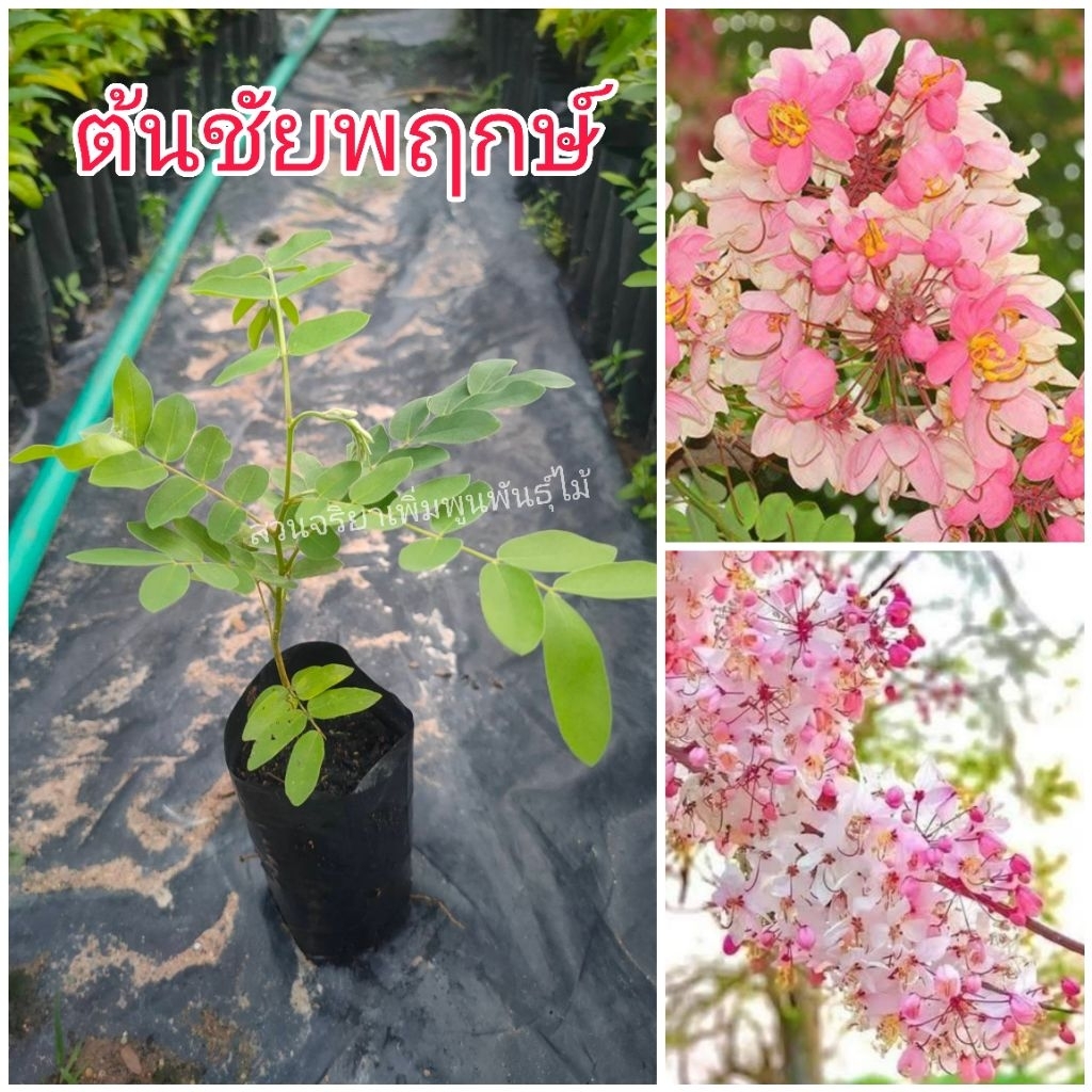 ต้นชัยพฤกษ์ (ชุดละ 2 ต้น) ไม้มงคล ไม้ยืนต้น ดอกสีขาวชมพู ต้นเพาะเมล็ด