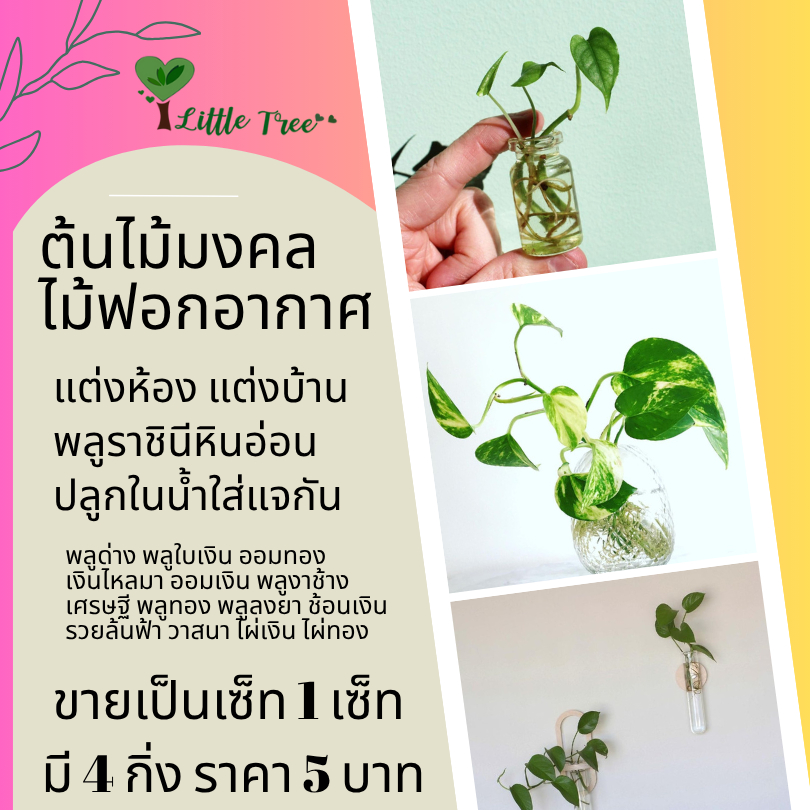 ต้นไม้จิ๋ว ไม้มงคล เซ็ทละ 5 บาท คละแบบคละสี