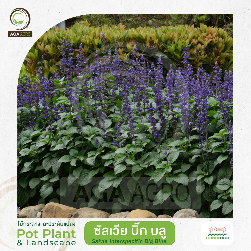 AGA AGRO I "ซัลเวีย  บิ๊กบลู" สีม่วงเข้ม แข็งแรง ปลูกข้ามปี-50&100เมล็ด-Salvia Big Blue