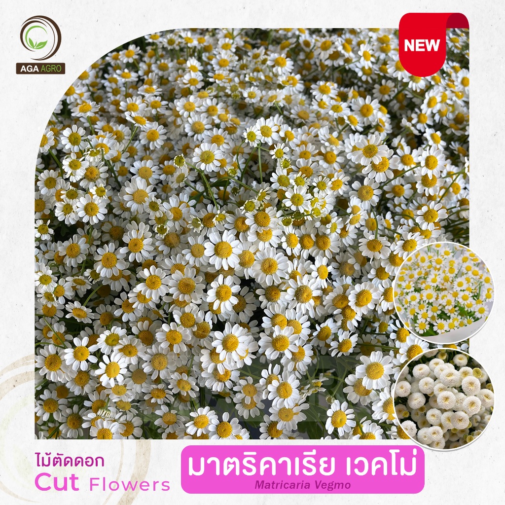 AGA AGRO I "มาตริคาเรีย หรือ เดซี่ เวคโม่" ดอกเล็กสีขาว ออกดอกทั่วก้านแบบสเปรย์-100เมล็ด-Matricaria Vegmo