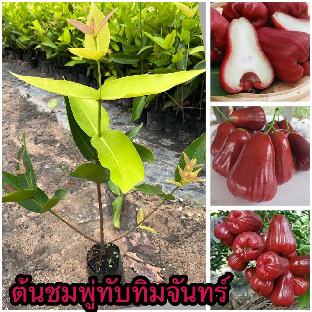 ต้นชมพู่ทับทิมจันทร์ แบบกิ่งตอน 1ต้น119บาท พร้อมส่ง