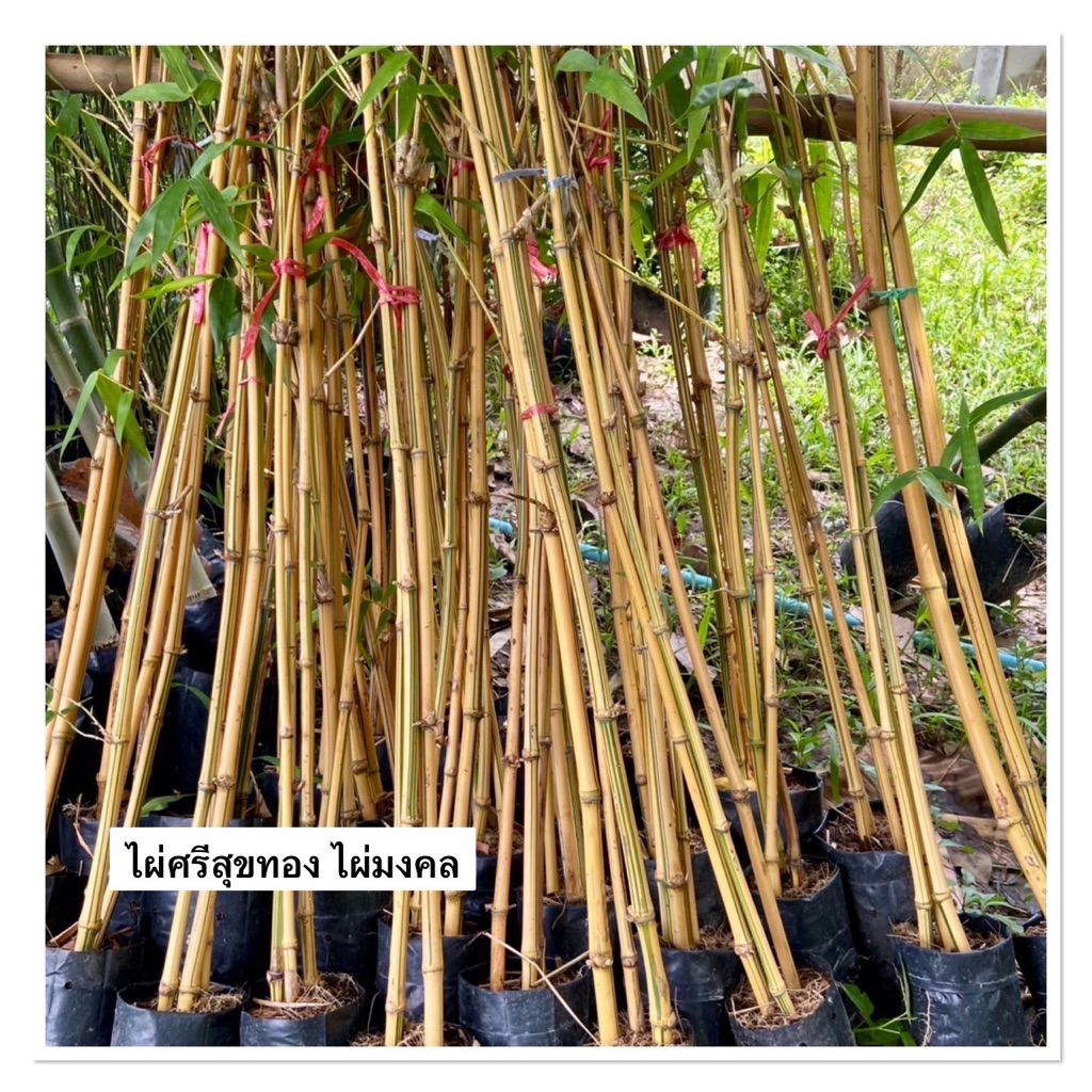ไผ่ศรีสุขทอง ไผ่มงคล มั่งมีศรีสุข เสริมฮวงจุ้ย (80-100cm)