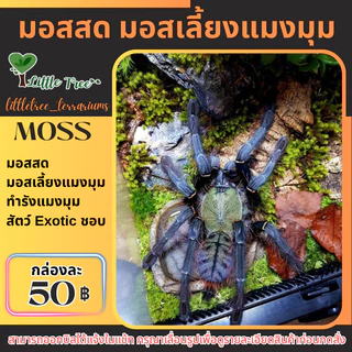 มอสสด มอสเลี้ยงบึ้ง มอสเลี้ยงแมงมุม กล่องละ 50 บาท