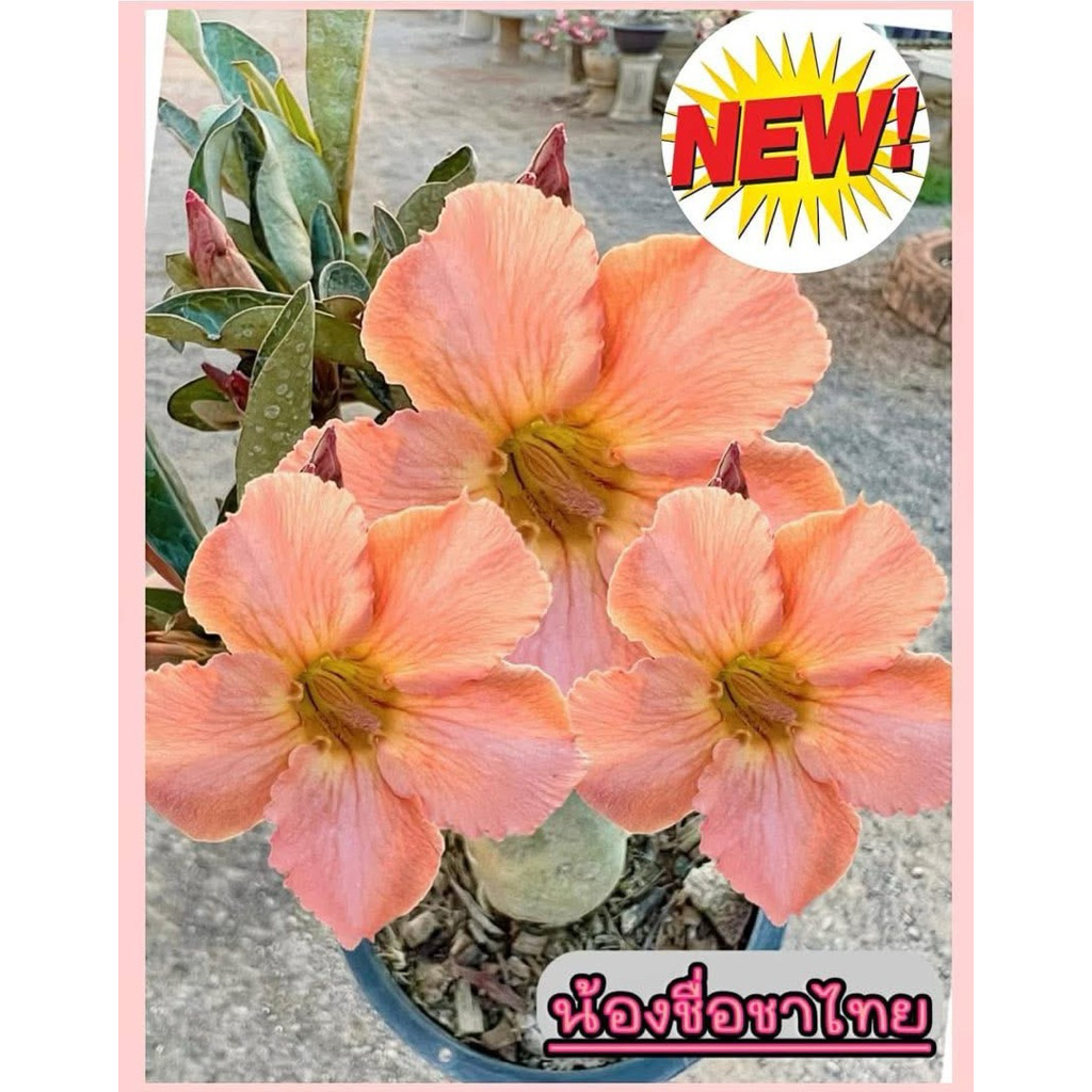 ชวนชมสายนำเข้า💥 ชวนชม ##สีส้มชาไทย##จัดส่งแบบถอดกระถาง