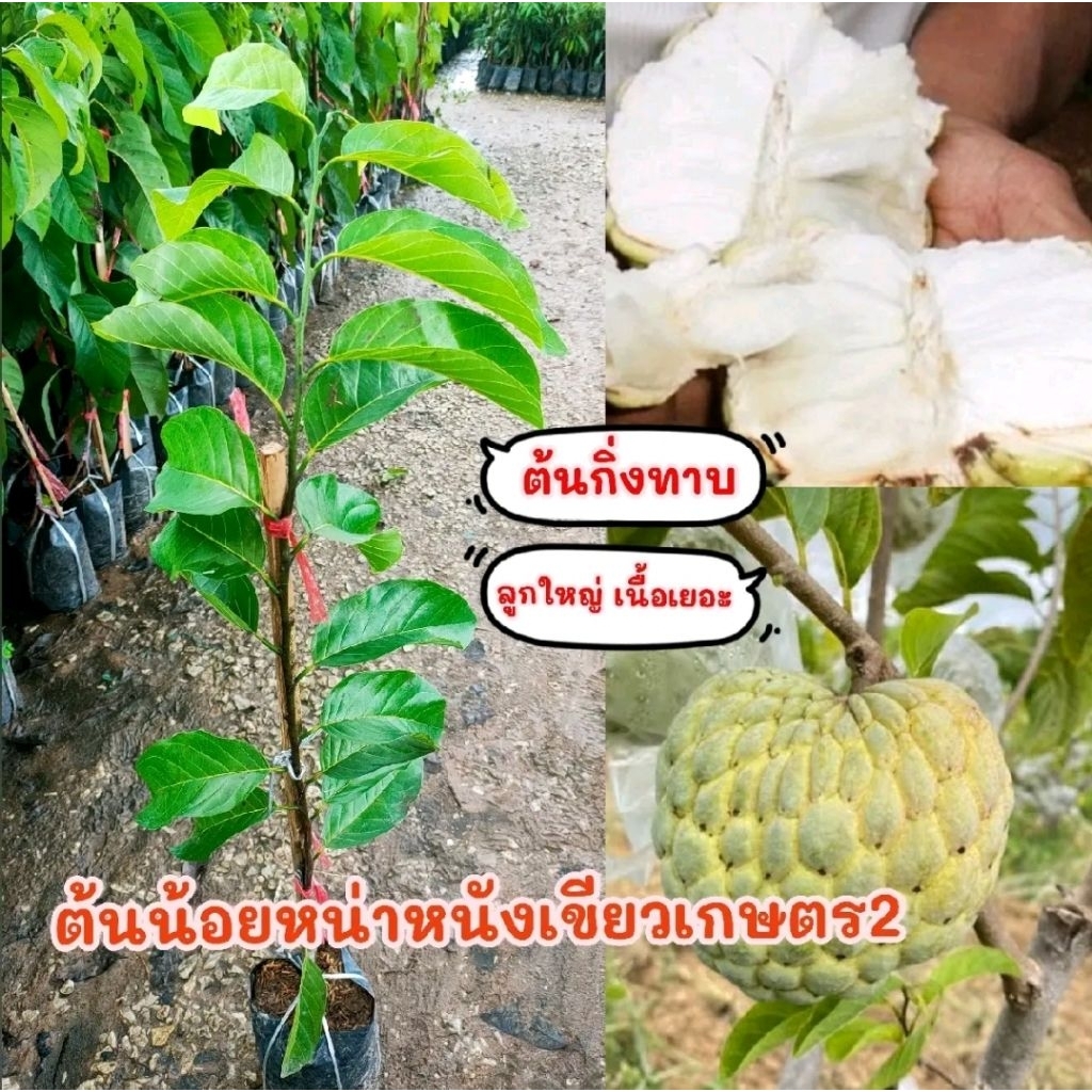 ต้นน้อยหน่าหนังเขียวเกษตร2 (ทาบกิ่ง) สายพันธุ์แท้✅️