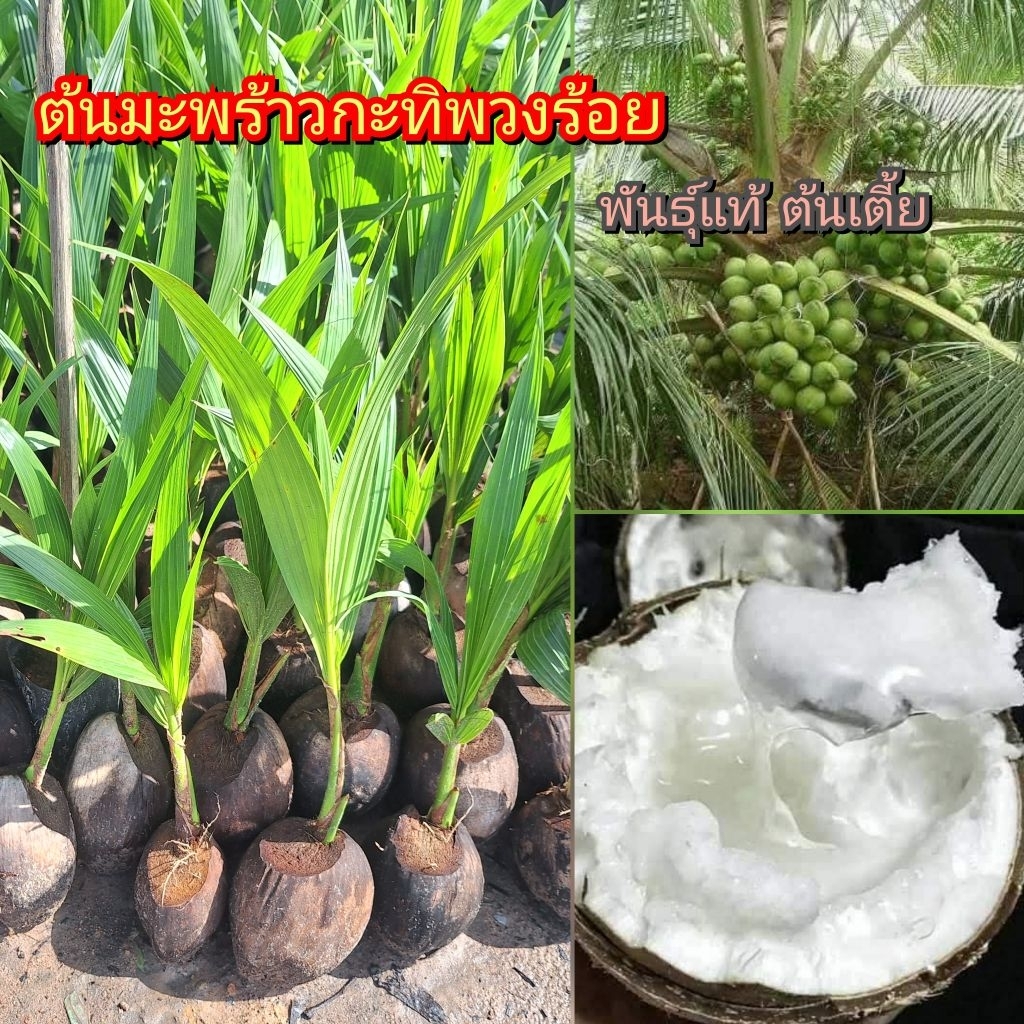 ต้นมะพร้าว พวงร้อยกะทิ พันธุ์ต้นเตี้ย ติดผลดก ปลูกง่าย พันธุ์แข็งแรงพร้อมปลูก