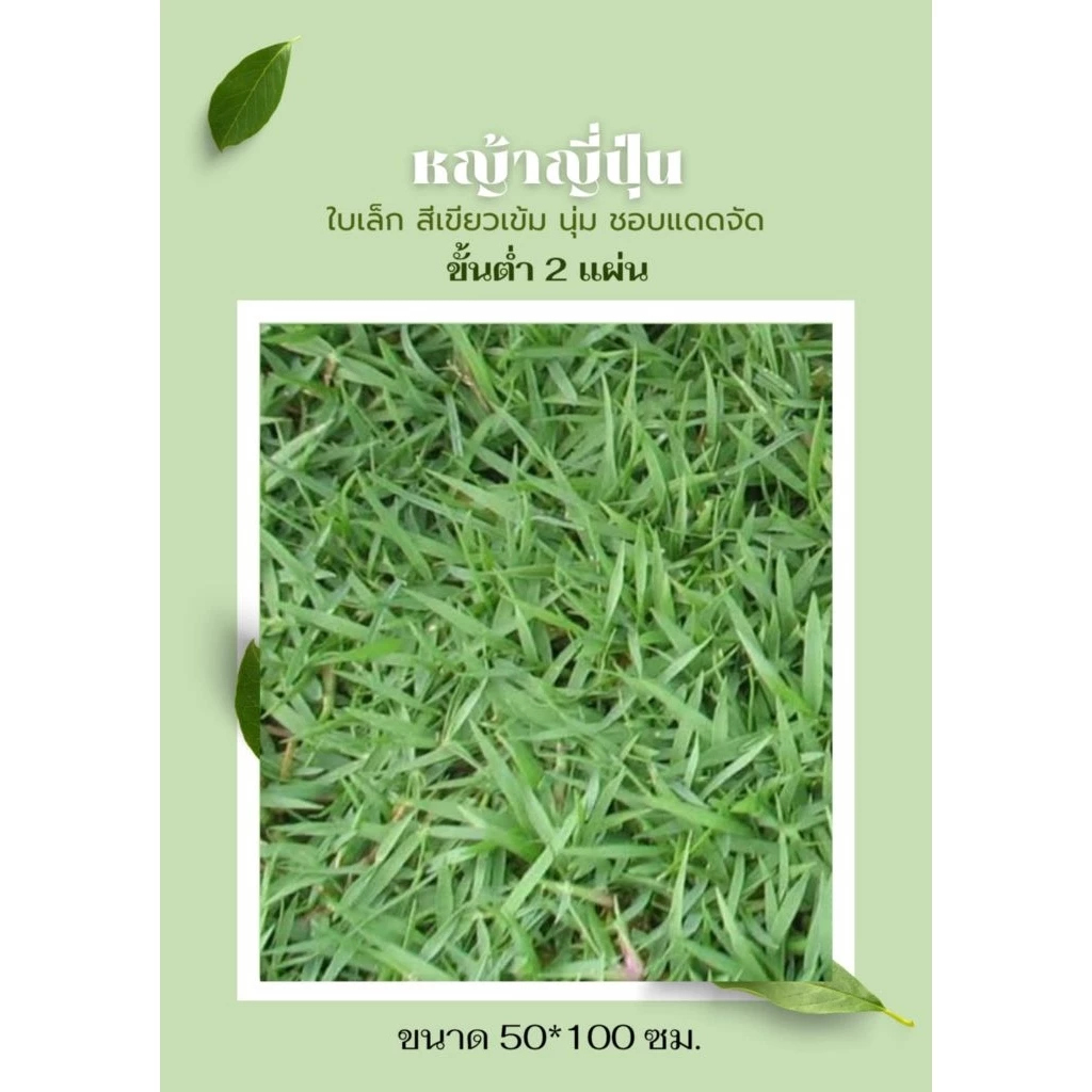 หญ้าญี่ปุ่นแท้ 1 แผ่น [แผ่นใหญ่ 50x100 cm] หญ้าใบเข็ม สวยพรีเมียม ตัดสดจากไร่ สำหรับจัดสวนสไตล์มินิมอล หญ้าจริง