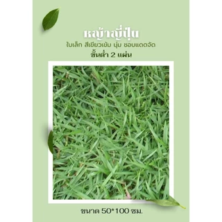 หญ้าญี่ปุ่นแท้ 1 แผ่น [แผ่นใหญ่ 50x100 cm] หญ้าใบเข็ม สวยพรีเมียม ตัดสดจากไร่ สำหรับจัดสวนสไตล์มินิมอล หญ้าจริง