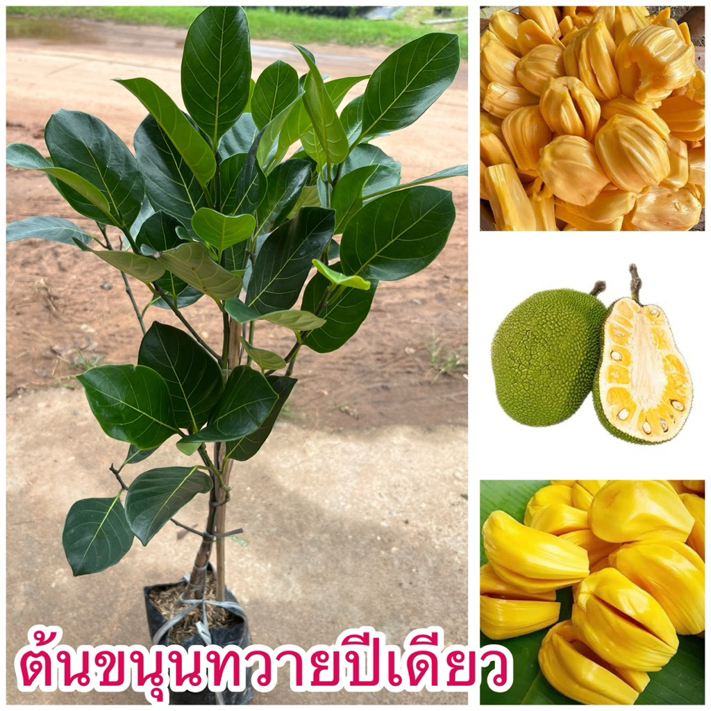 ต้นขนุนทวายปีเดียว ต้นทาบกิ่ง สูง60เซน ต้นสวยพร้อมส่ง