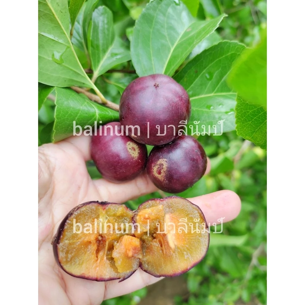 balinum ลูกตะขบยักษ์ไร้หนาม (1 kg.) ผลไม้สดออร์แกนิคปลอดสารพิษ 1000% สดจากสวนเชียงใหม่ ตะขบป่า หมักเบ็น หมากเบน มะเกว๋นต