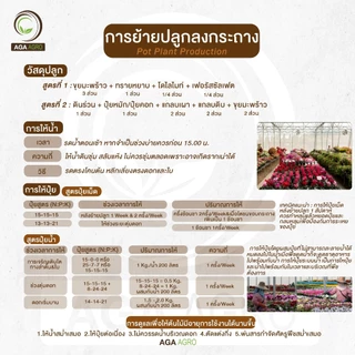 AGA AGRO I "พิทูเนีย ปริซึ่ม" ดอกใหญ่ที่สุด ทนต่อสภาพอากาศร้อน -100เมล็ด-Petunia Prism
